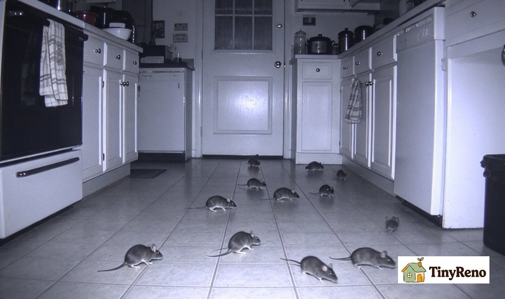 A small kitchen scene at midnight showing a faint scratch mark on a counter to identify overnight mouse foraging