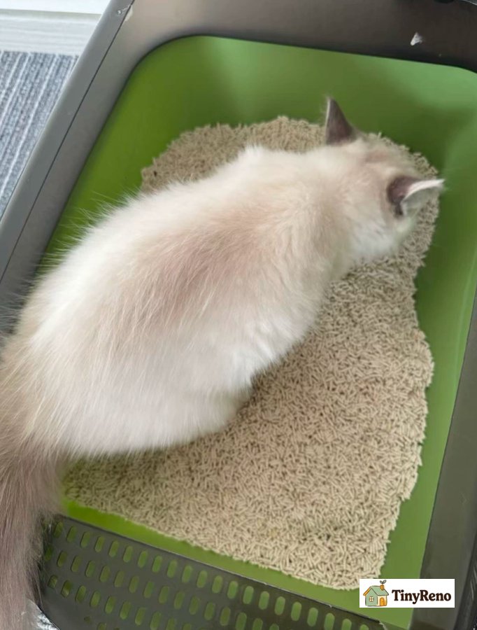 This cat litter is very effective at eliminating odors.
